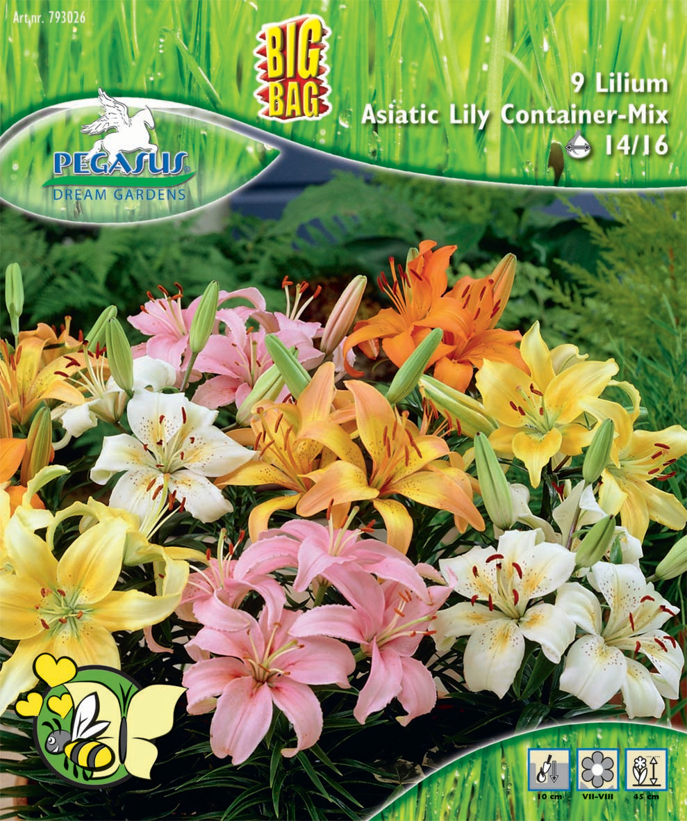 Lilie kübelgeeignete Mischung