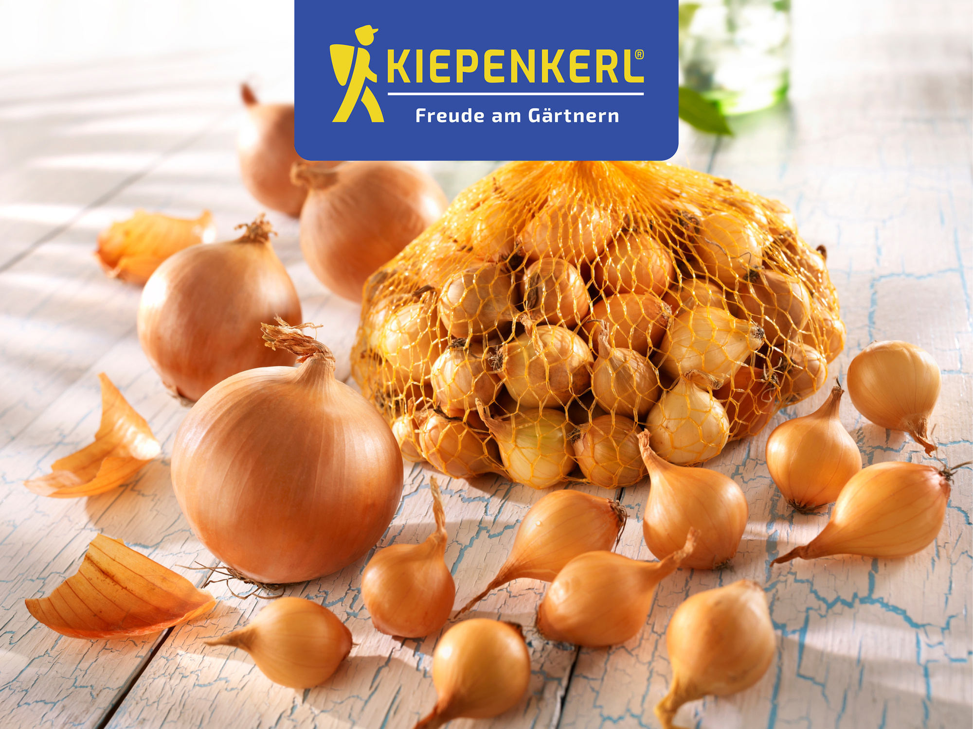 Steckzwiebel Stuttgarter Riesen, Gr.14/24, 250 g Steckzwiebel Stuttgarter Riesen, Gr.14/24, 250 g