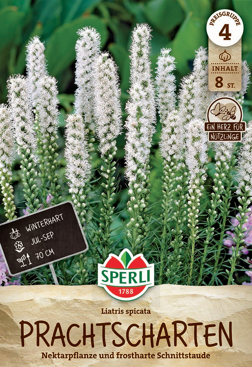 Prachtscharte Liatris weiß Prachtscharte Liatris weiß