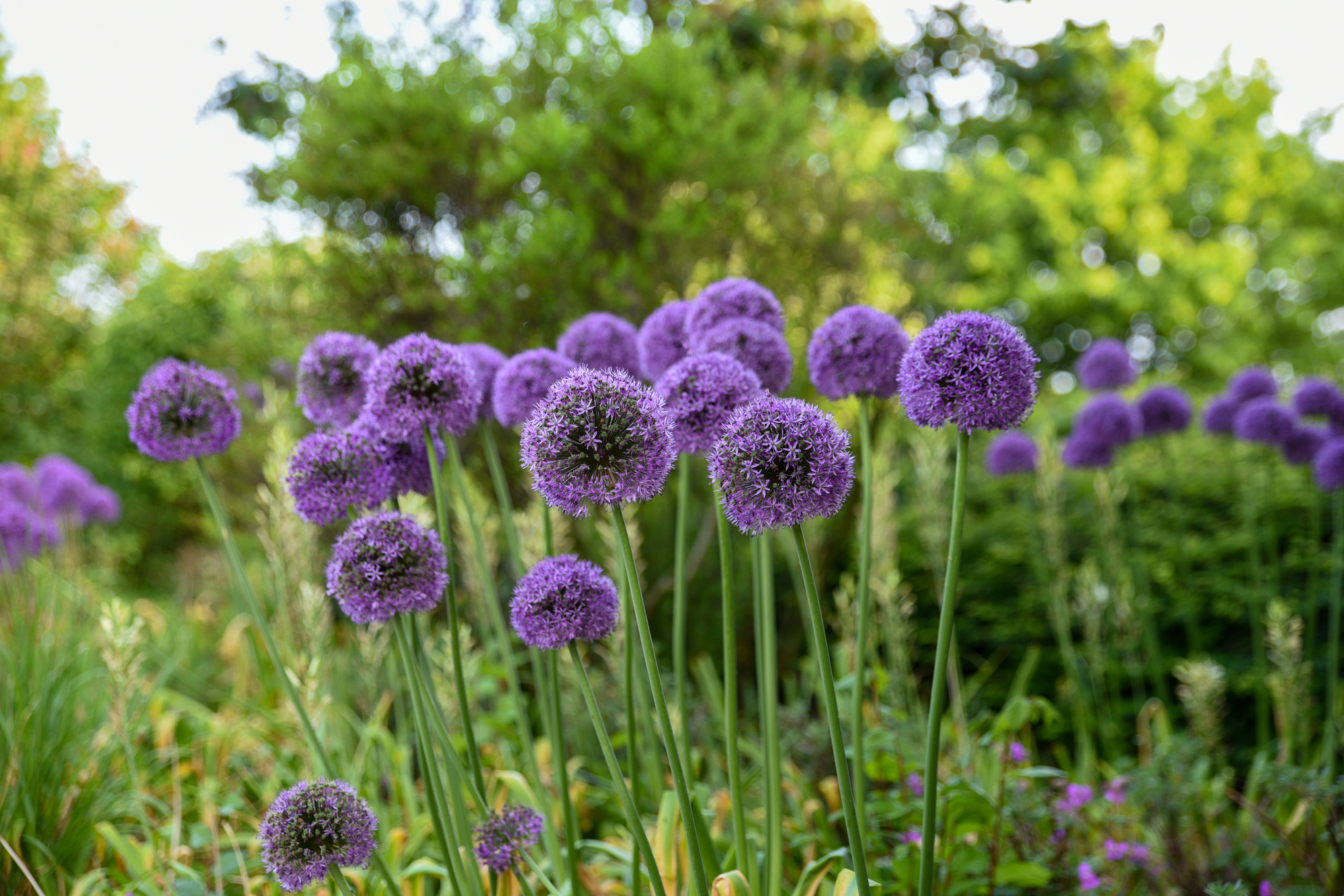 Allium Gladiator Allium Gladiator