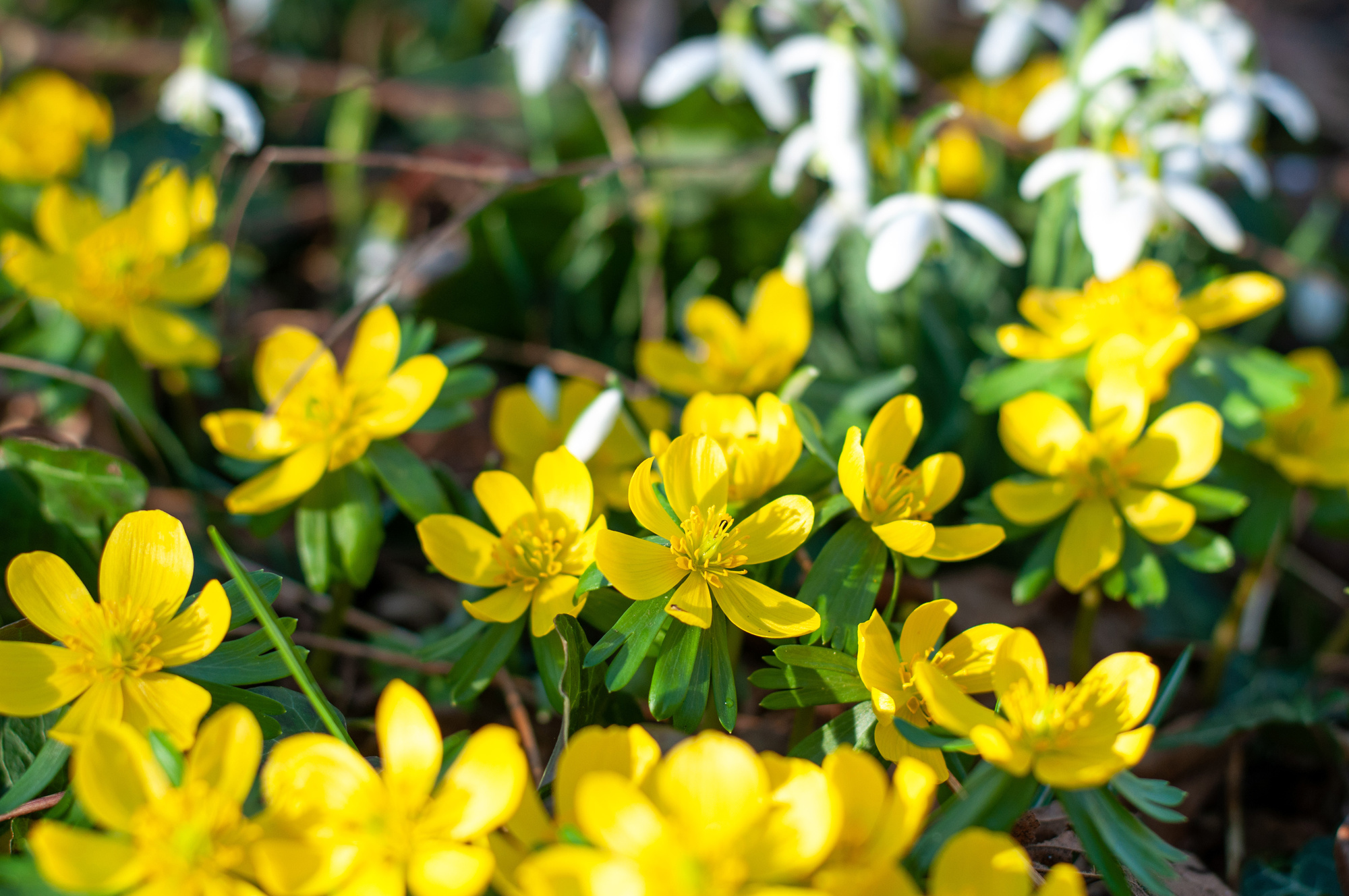 Eranthis hyemalis Eranthis hyemalis