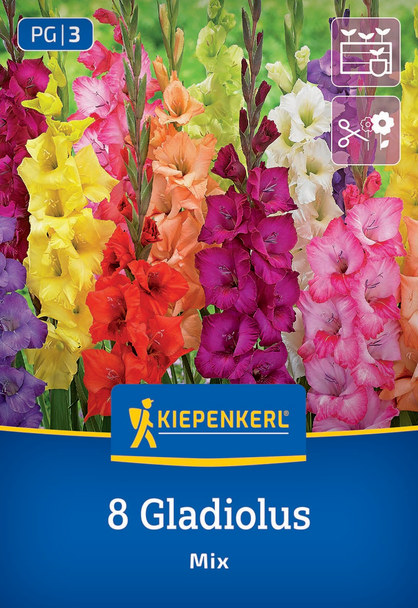 Großblumige Gladiole Holländische Mischung Großblumige Gladiole Holländische Mischung