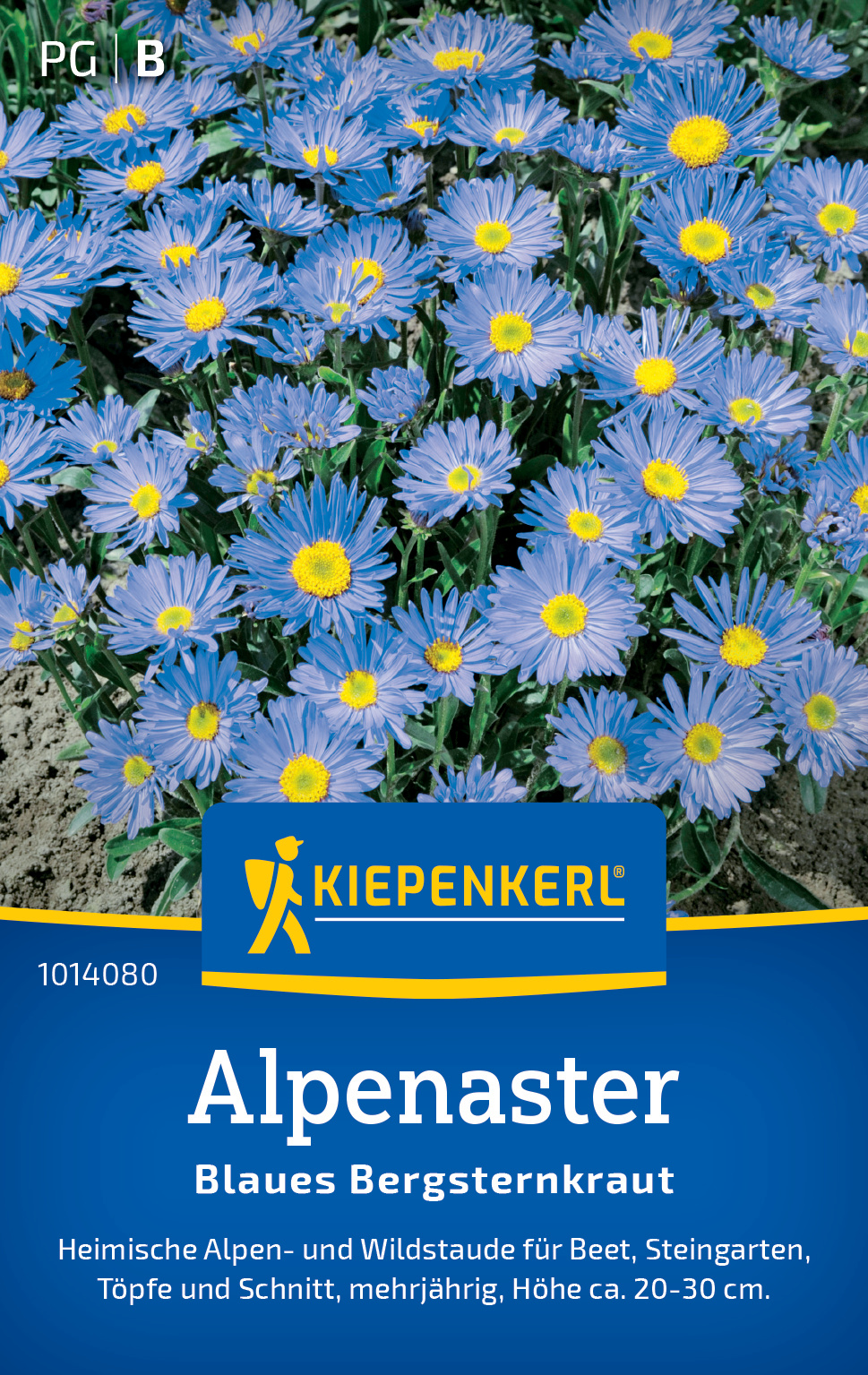 Alpenaster Blaues Bergsternkraut Alpenaster Blaues Bergsternkraut