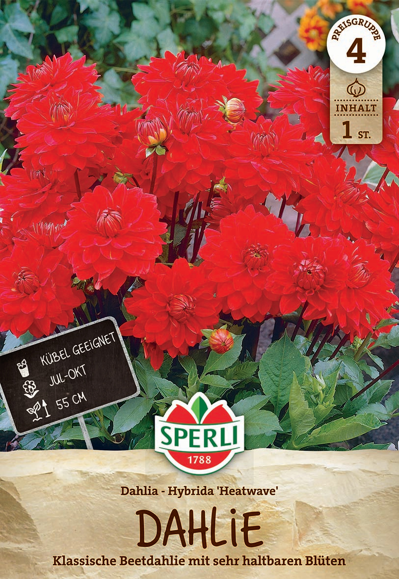 Dahlie Heatwave