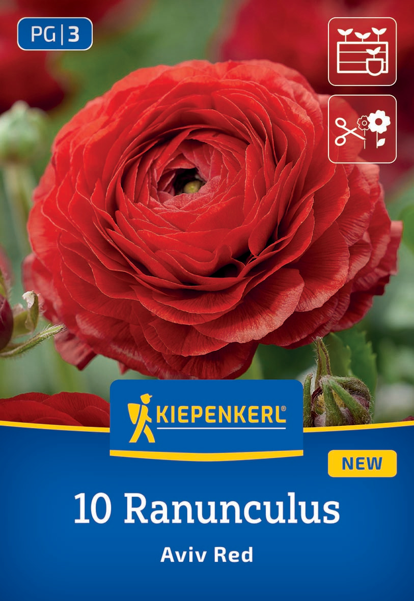 Ranunkeln Rot Ranunkeln Rot