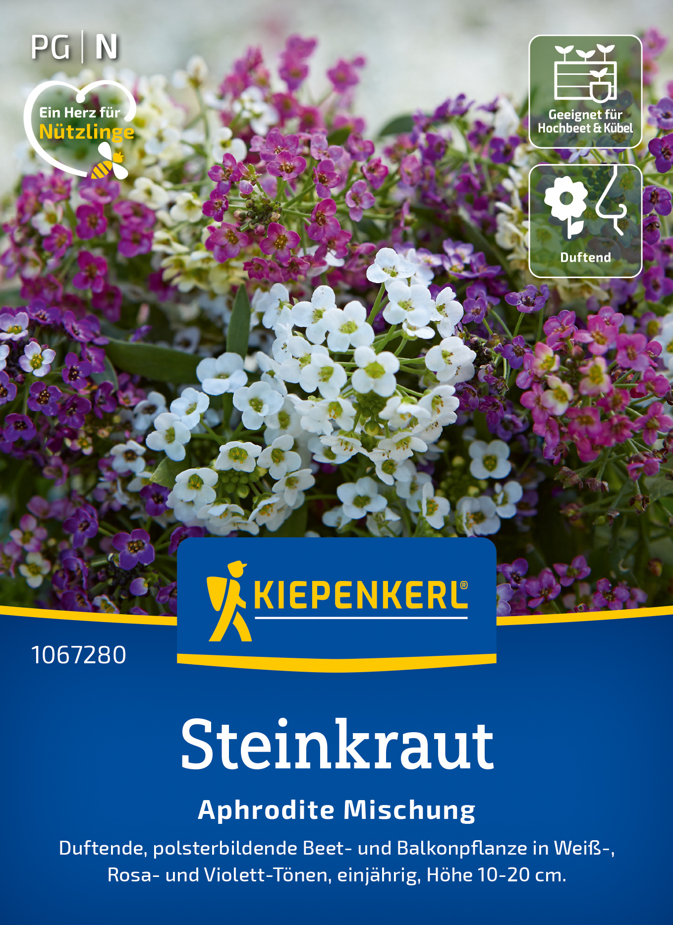 Steinkraut Aphrodite Mischung Steinkraut Aphrodite Mischung