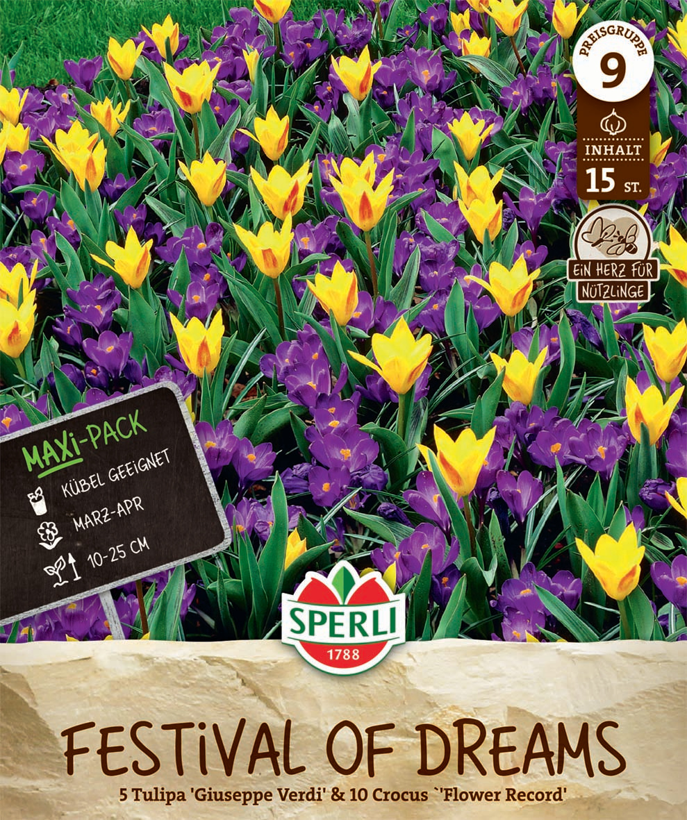 Maxi Festival of Dreams