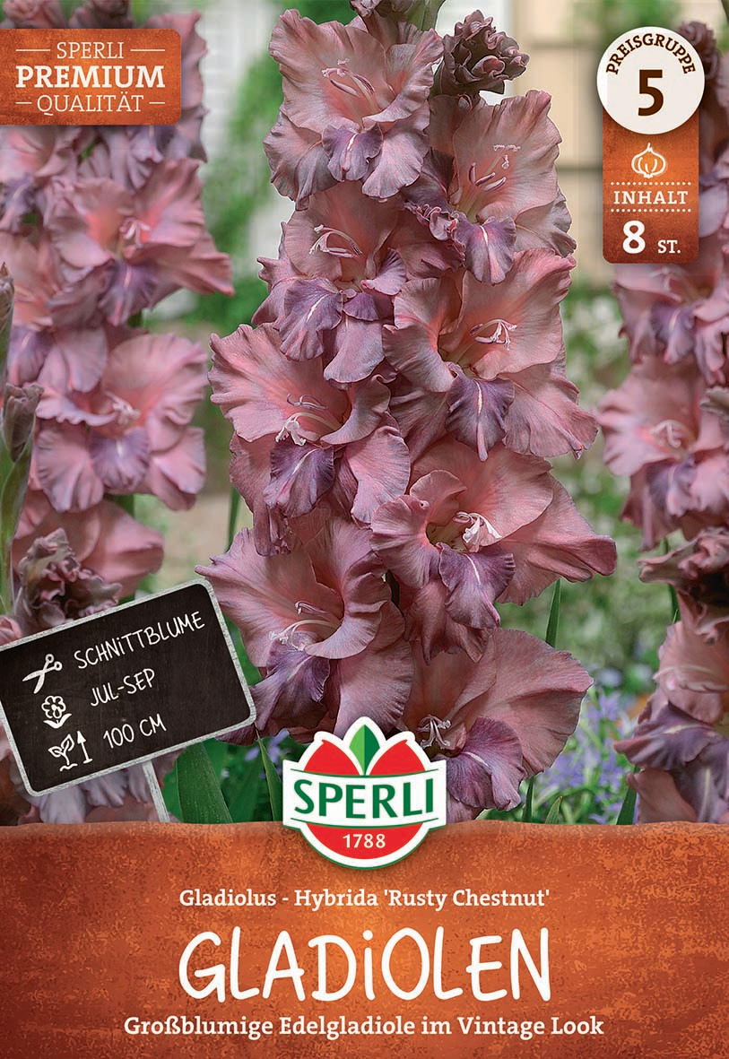 Gladiole Rusty Chestnut