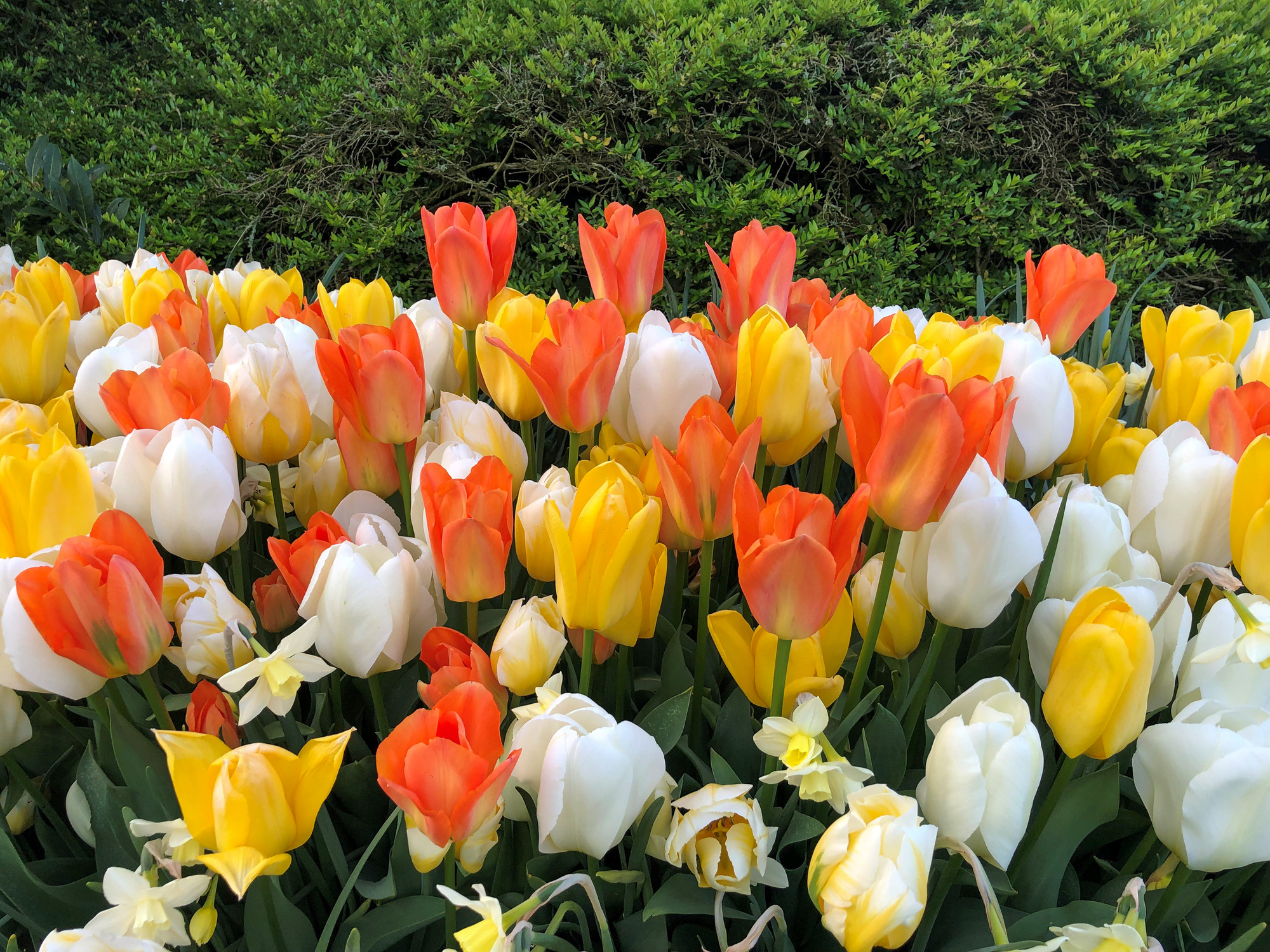 Tulpenmischung Kaisertulpen 100 St Tulpenmischung Kaisertulpen 100 St