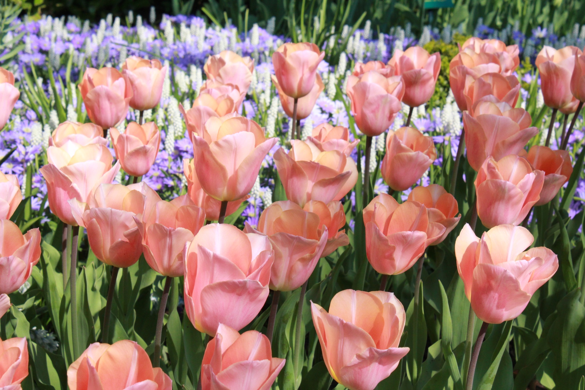 Einfache Frühe Tulpen Apricot Beauty Einfache Frühe Tulpen Apricot Beauty