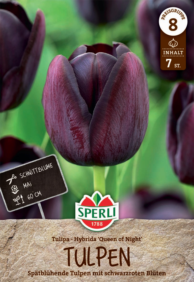Einfache Späte Tulpe Königin der Nacht