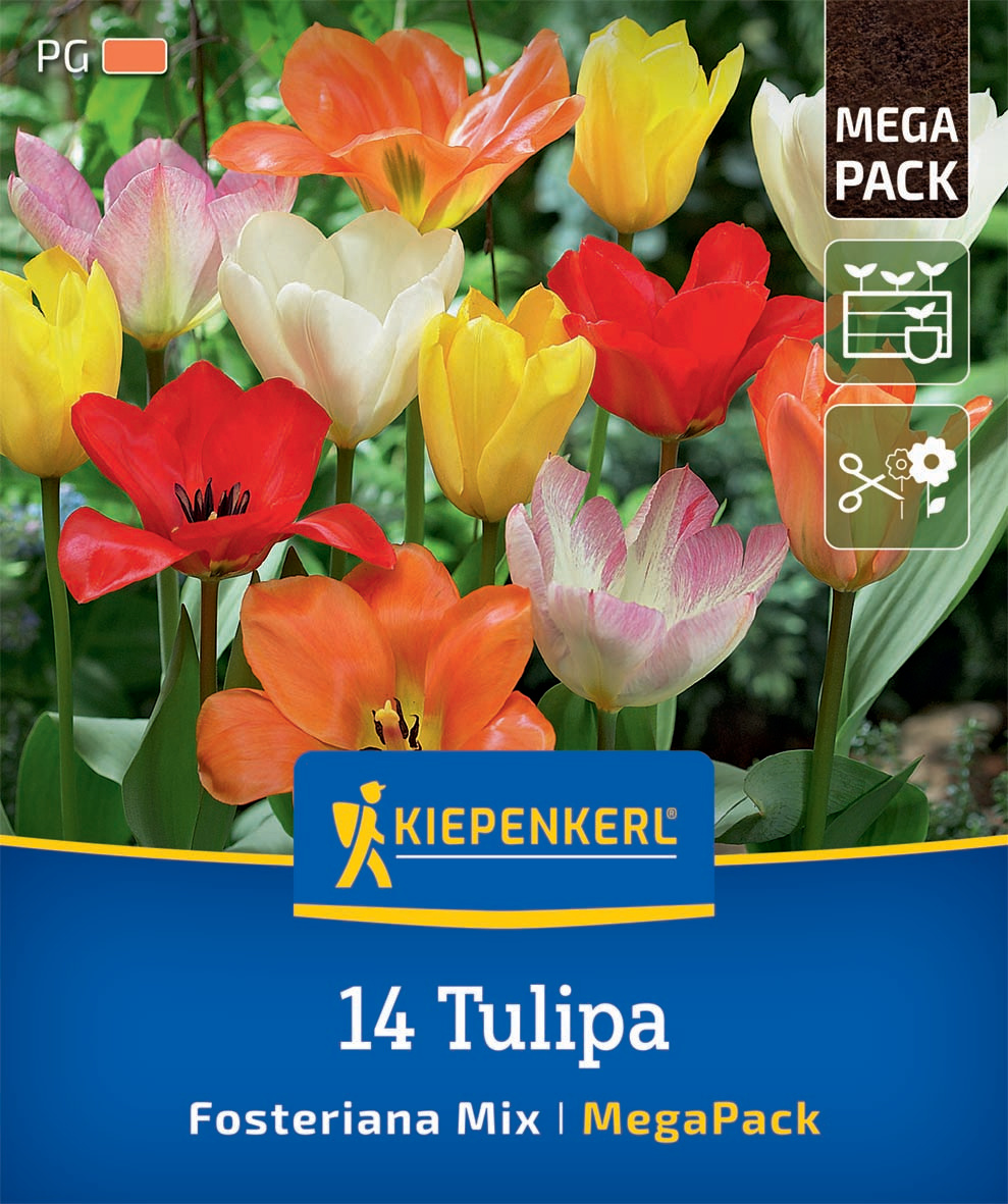 Mega-Pack Fosteriana-Tulpen Mischung