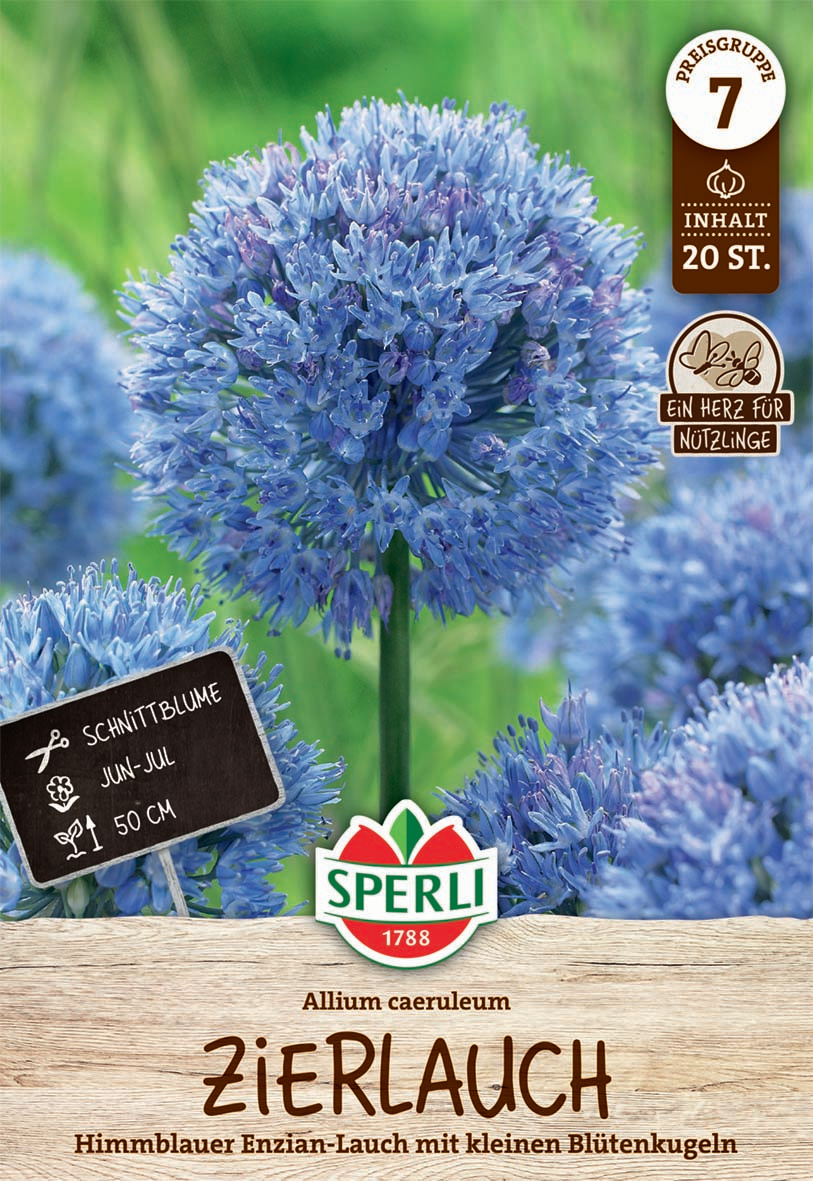 Zierlauch caeruleum