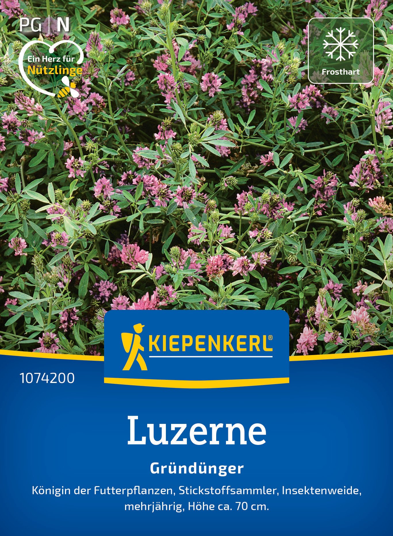 Luzerne Saat-Alfalfa