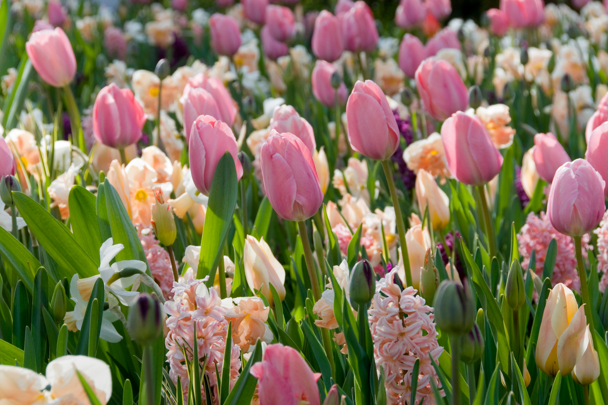 Mischung Frühling in Pastelltönen 500 St Mischung Frühling in Pastelltönen 500 St