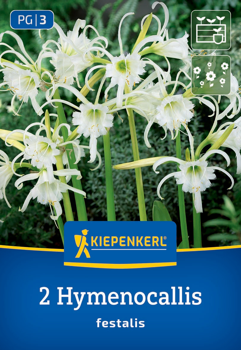 Schönhäutchen Ismene