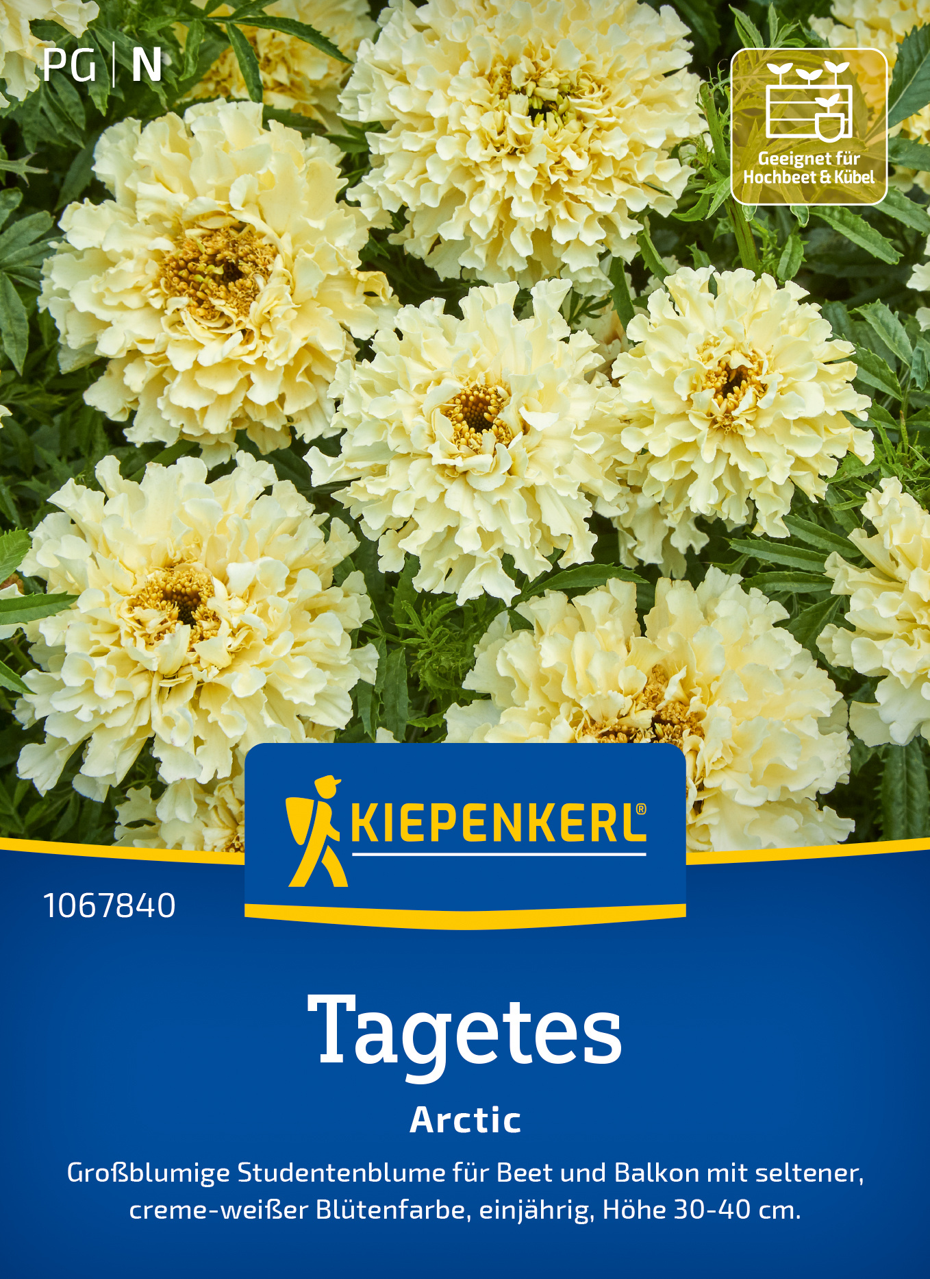 Tagetes Arctic