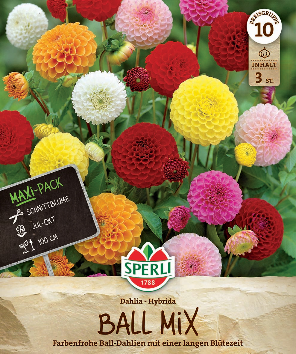 Maxi Pack Dahlien Balldahlienmix
