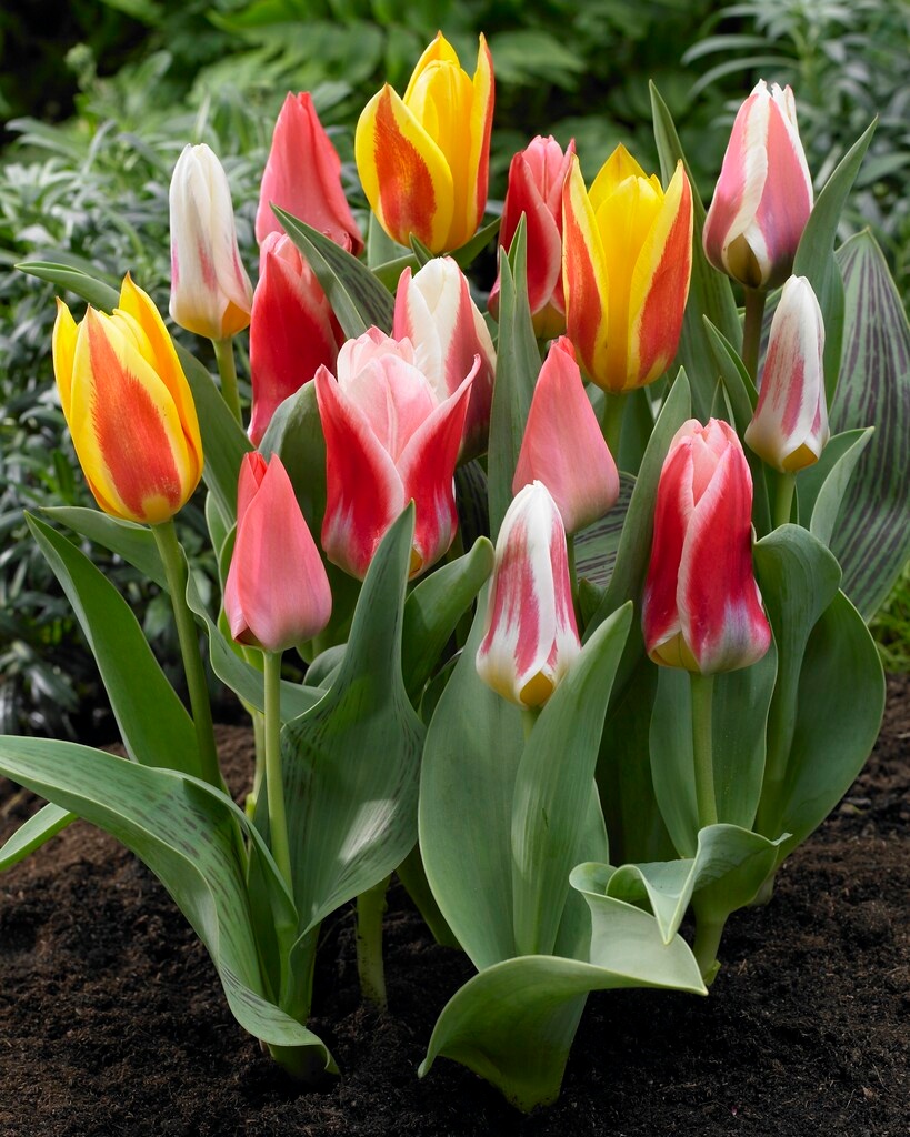 Tulpenmischung Pfauentulpen Tulpenmischung Pfauentulpen