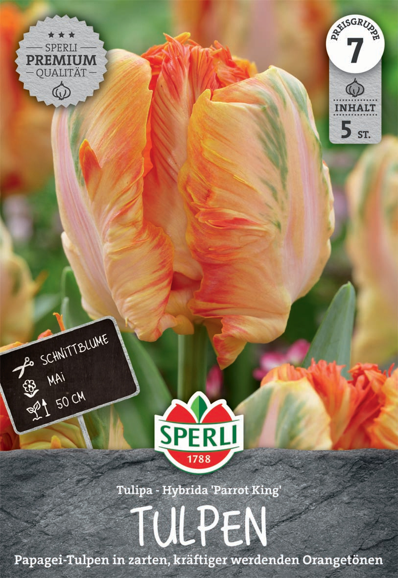 Premium Papagei-Tulpe Parrot King