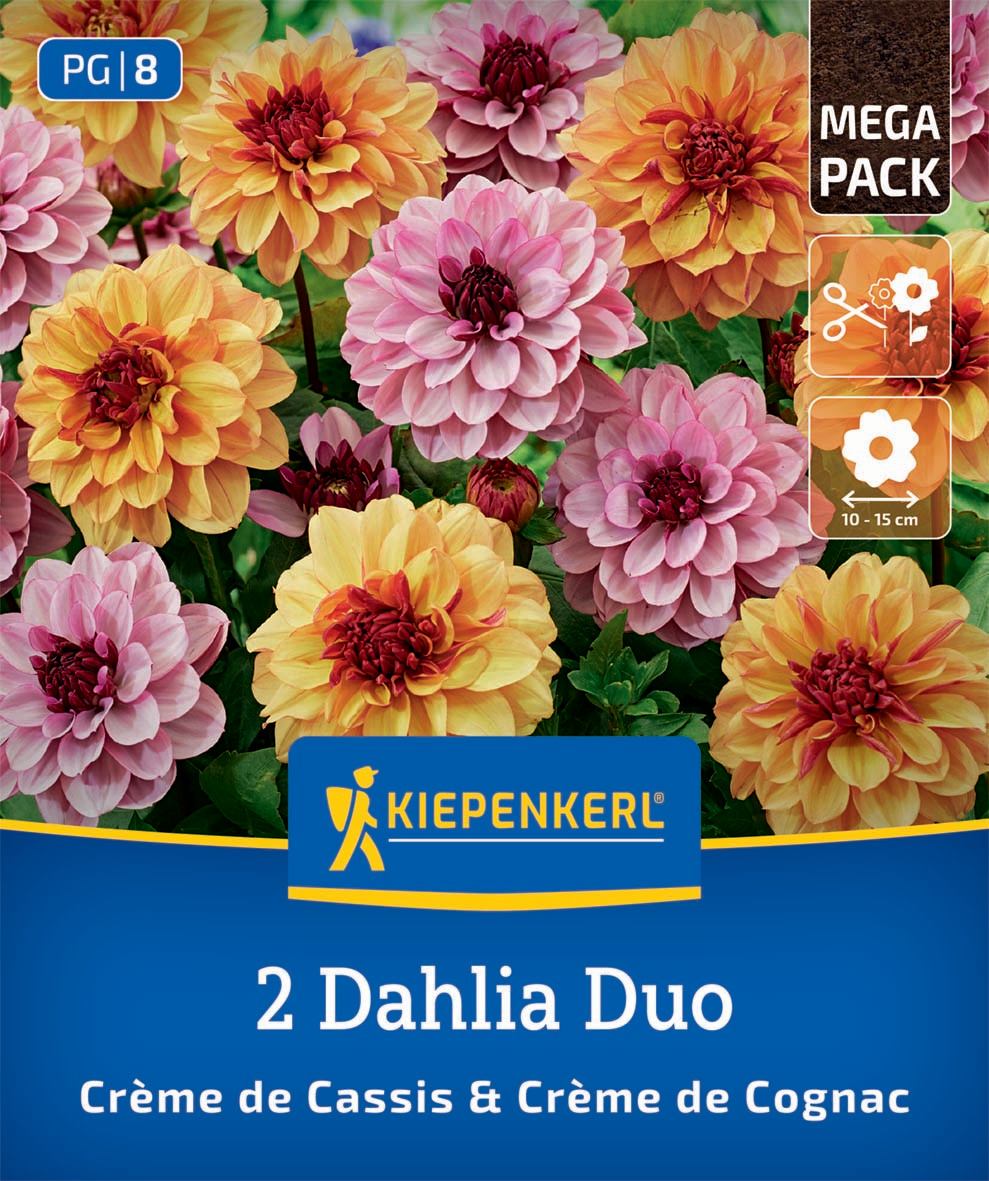 Dahlien Duo Crème de Cassis & Crème de Cognac