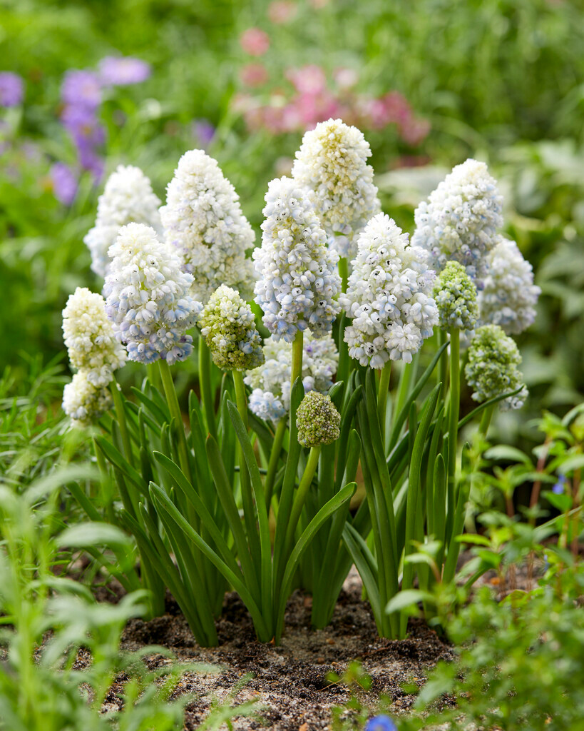 Muscari armeniacum Nature's Beauty