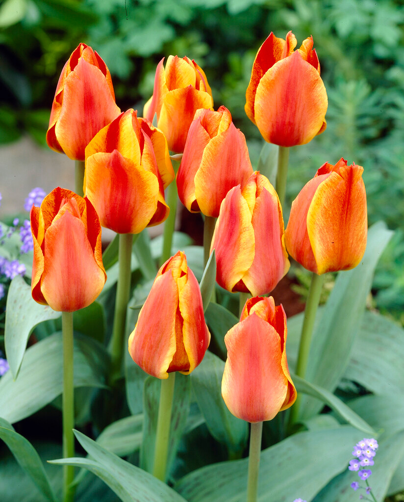 Greigii-Tulpen Compostella Greigii-Tulpen Compostella