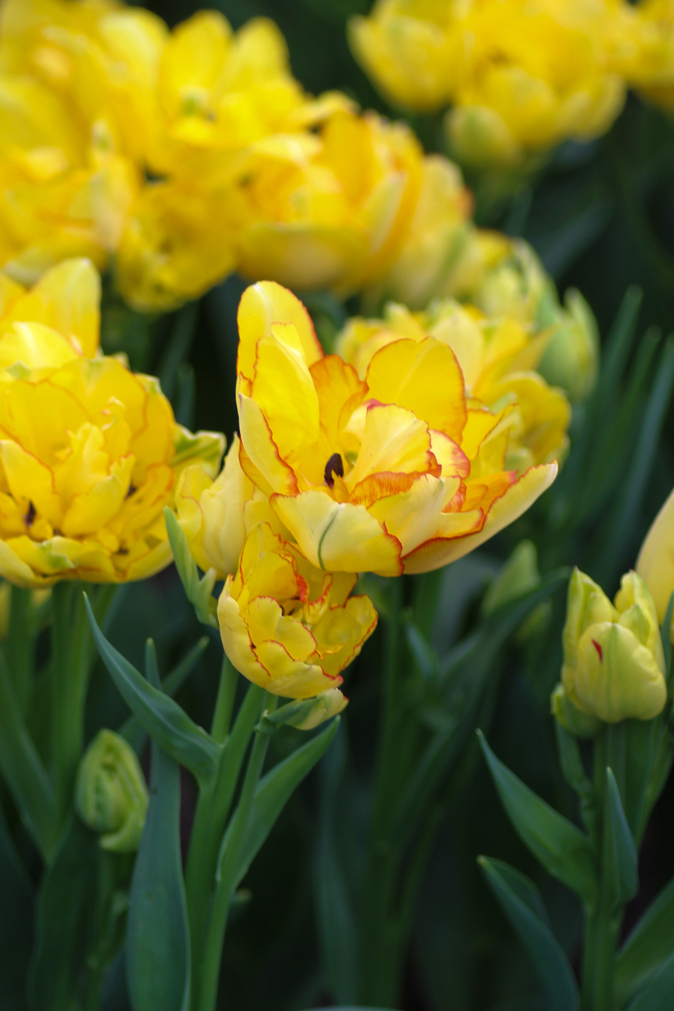 Gefüllte Frühe Tulpen Aquilla Gefüllte Frühe Tulpen Aquilla