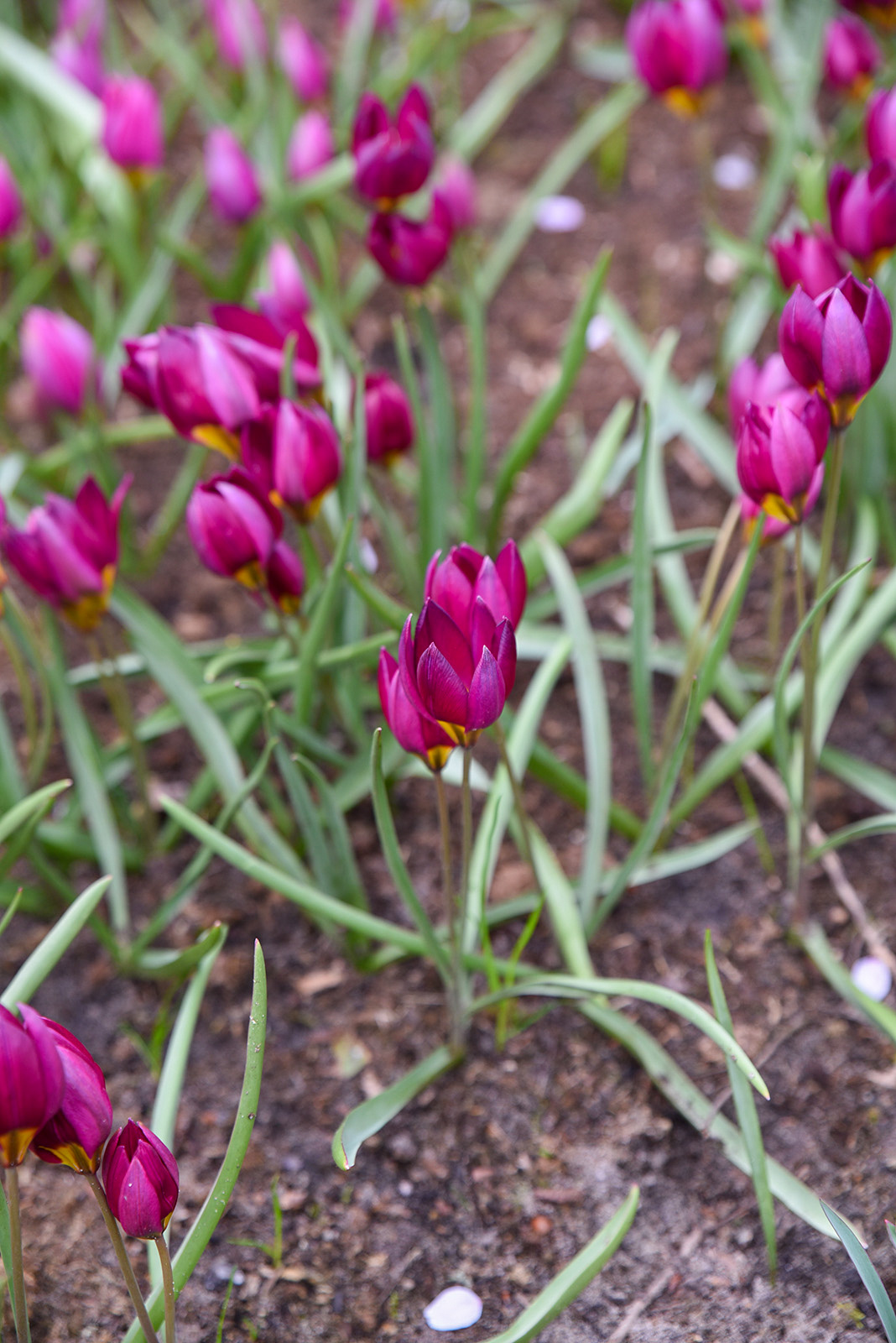 Botanische Tulpen T. humilis Odalisque Botanische Tulpen T. humilis Odalisque