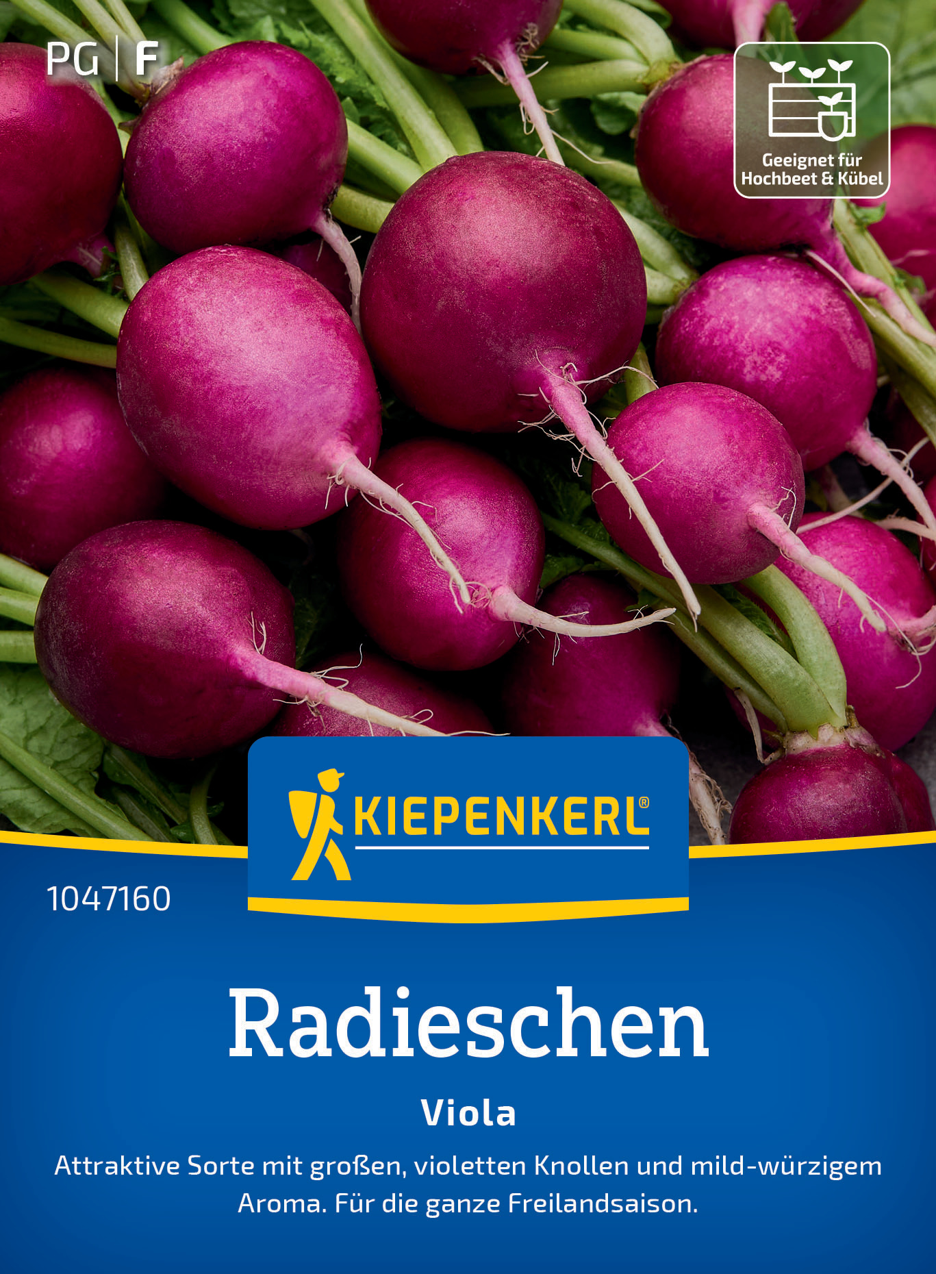 Radieschen Viola