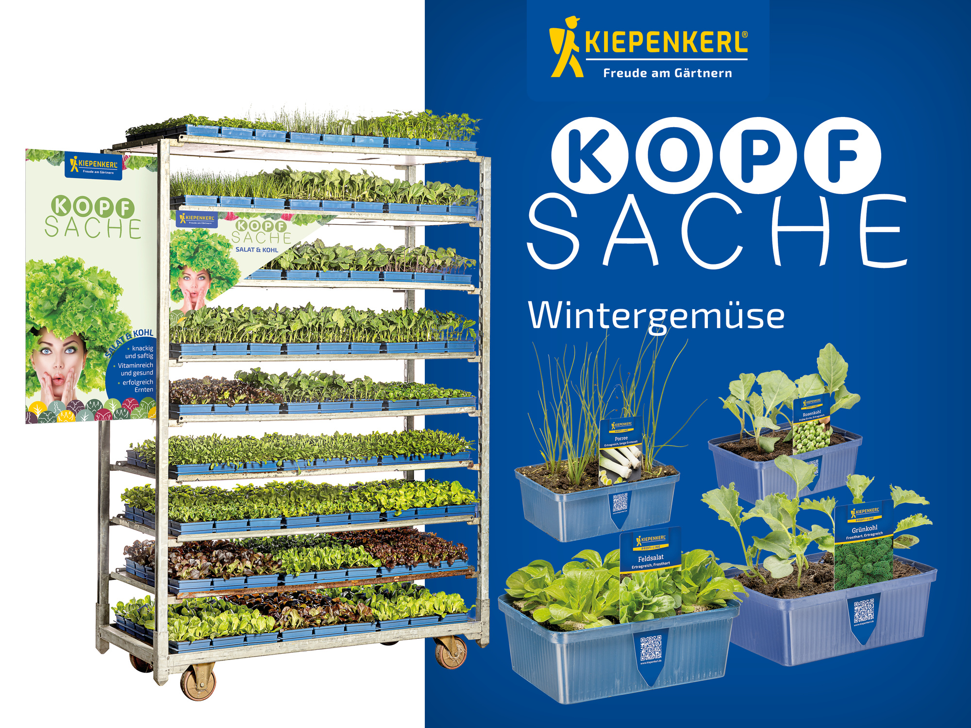 2026 - Frühjahr - ProfiLine Pflanzen - Kopfsache - Wintergemüse