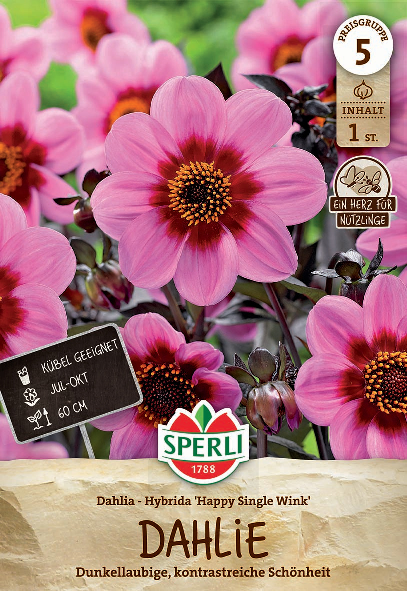 Dahlie Happy Single Wink