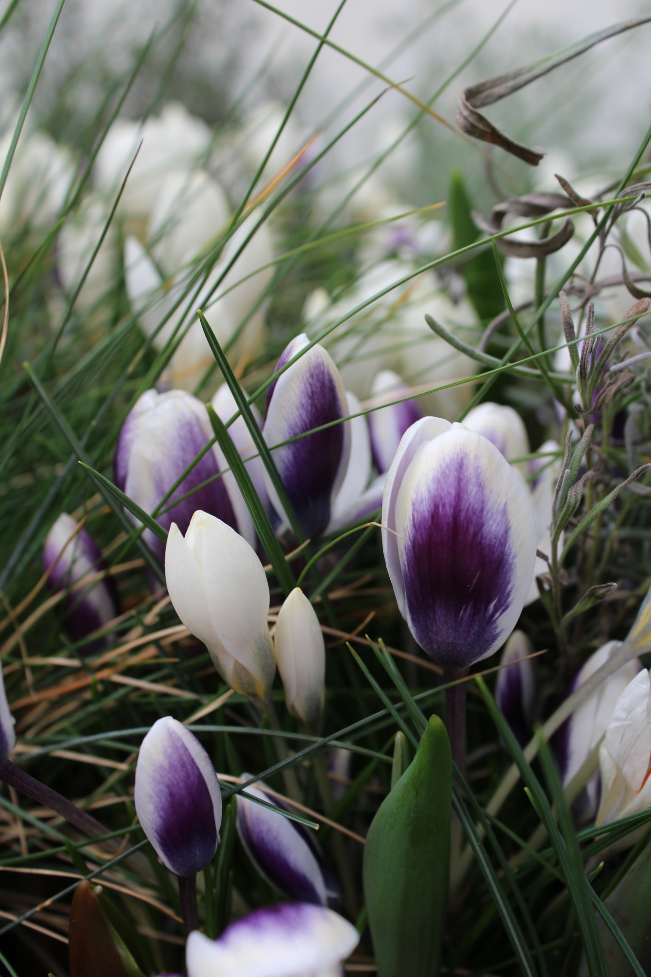 Crocus chrysanthus Prins Claus Crocus chrysanthus Prins Claus