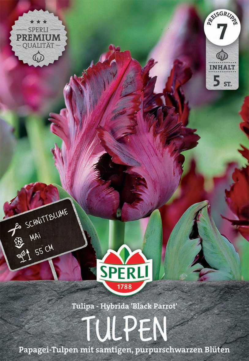 Premium Papagei-Tulpe Black Parrot