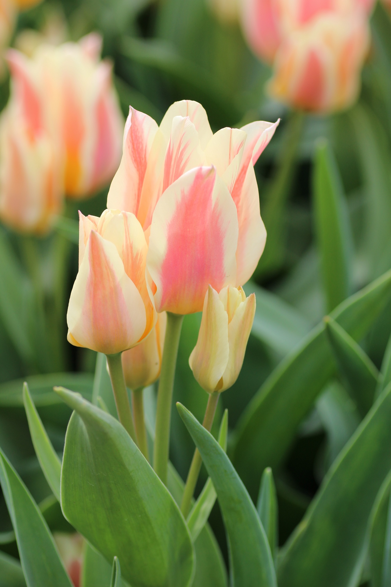 Greigii-Tulpen Quebec