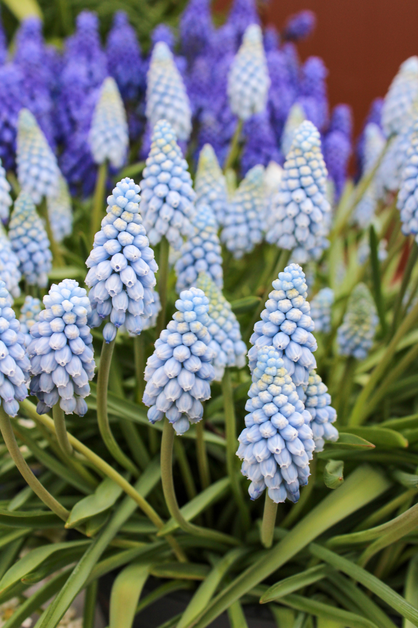 Muscari aucheri Aqua Magic