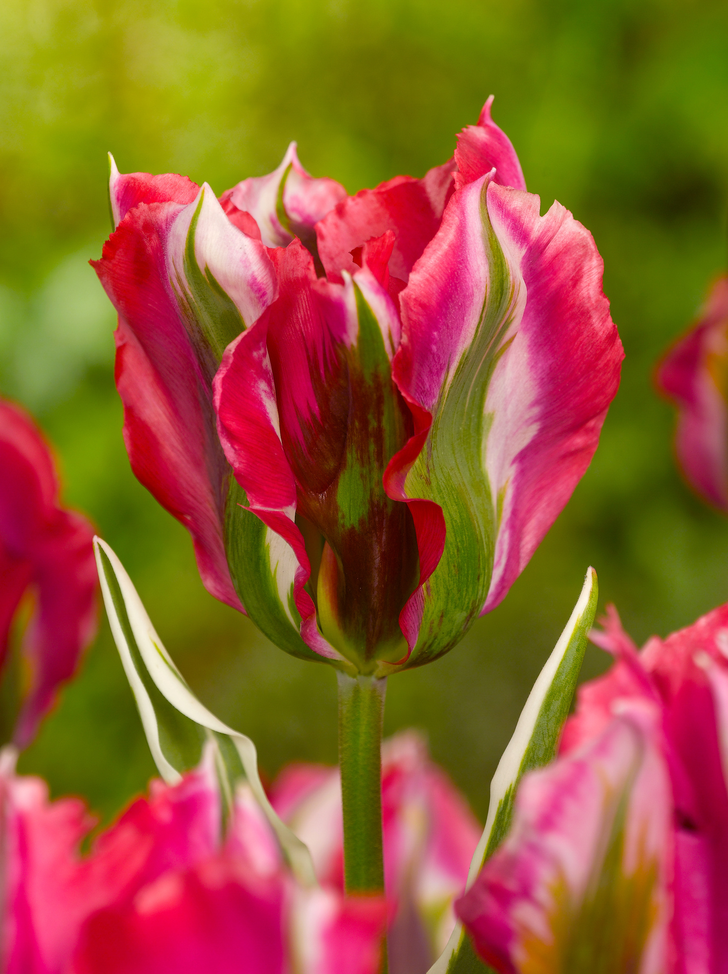 Viridiflora-Tulpen Esperanto Viridiflora-Tulpen Esperanto