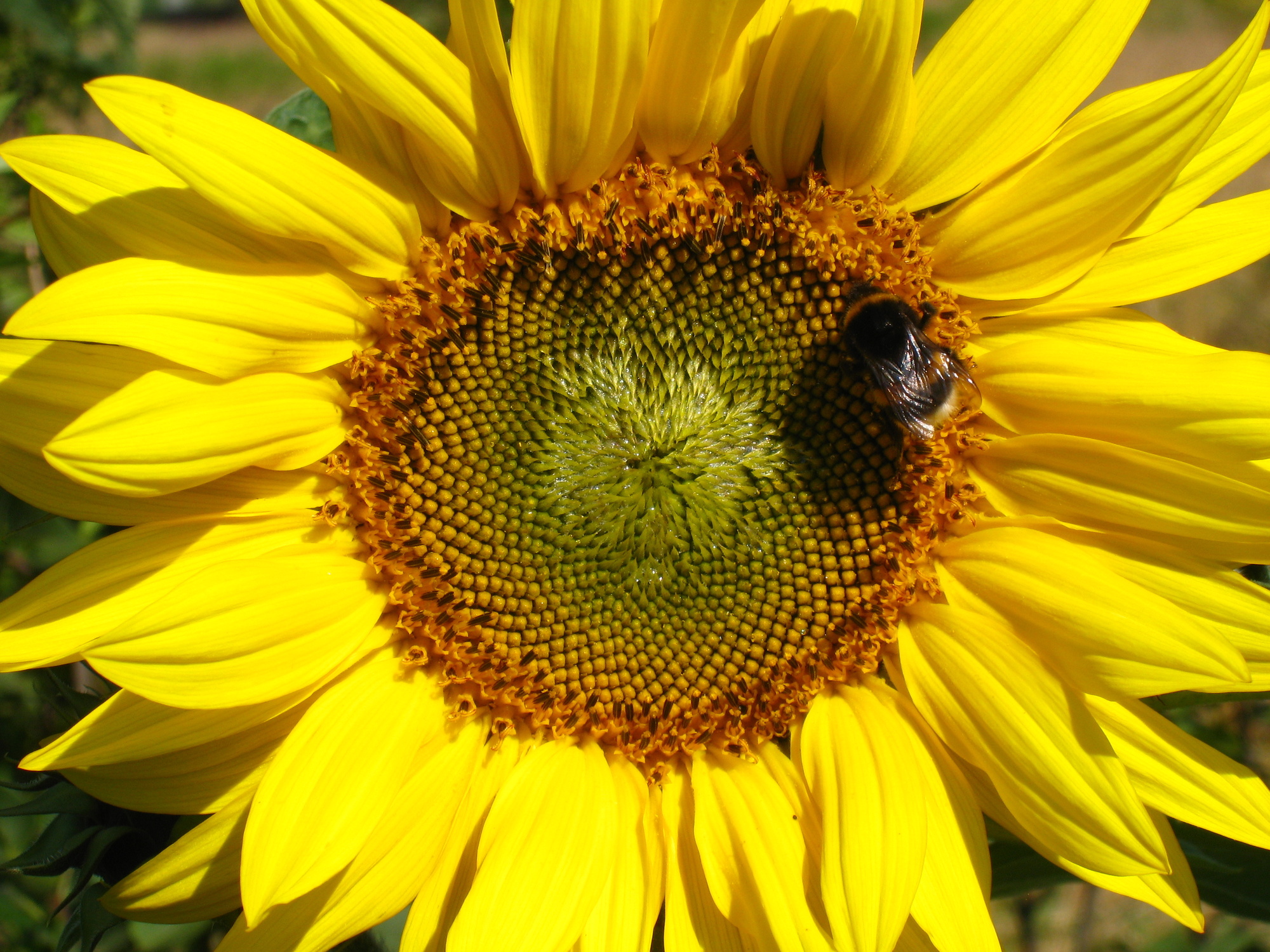 Sonnenblumen Peredovick Sonnenblumen Peredovick