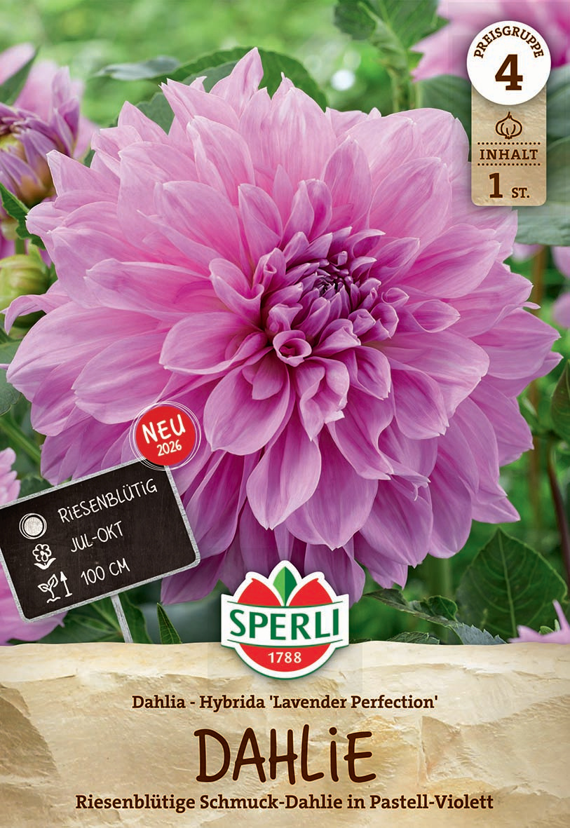 Dahlie Lavender Perfection