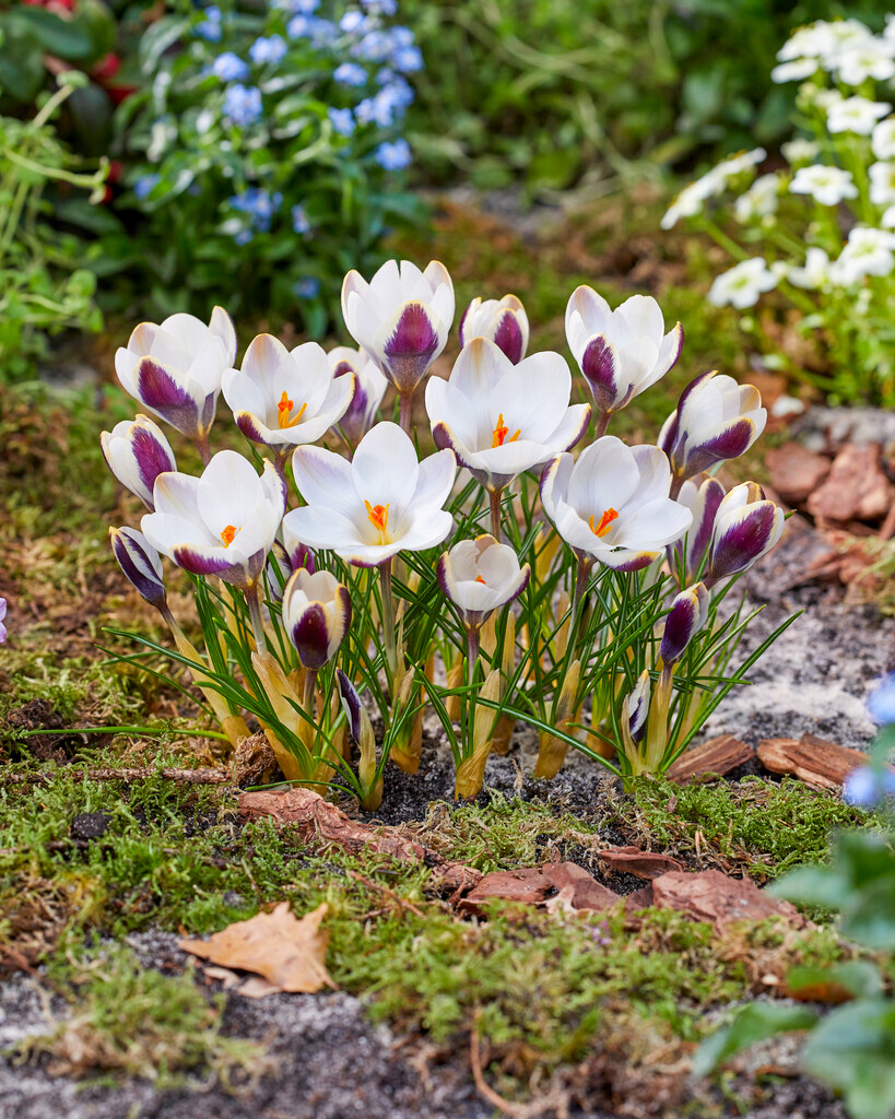Crocus x cultorum Panda Crocus x cultorum Panda
