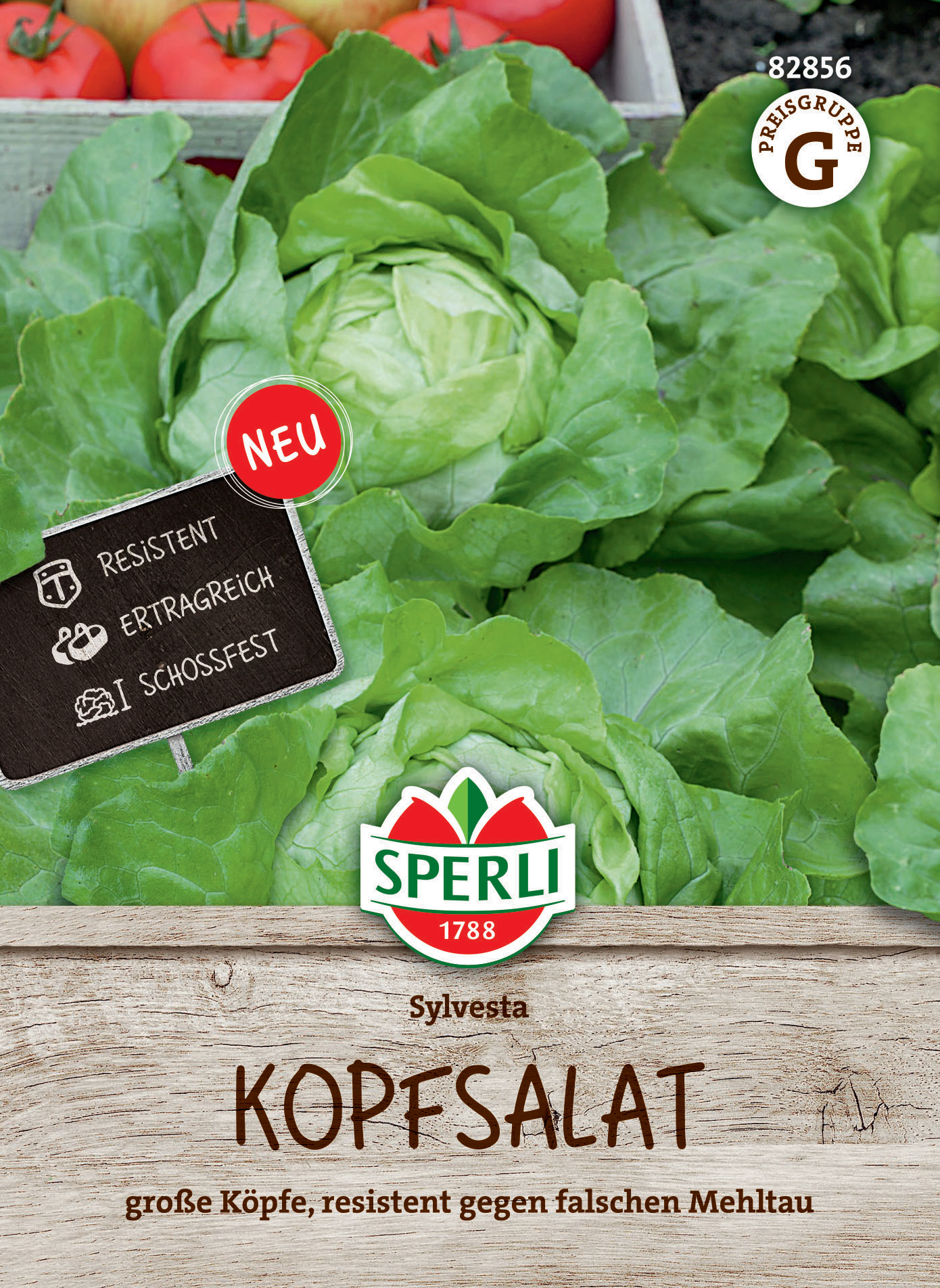 Kopfsalat Sylvesta Kopfsalat Sylvesta