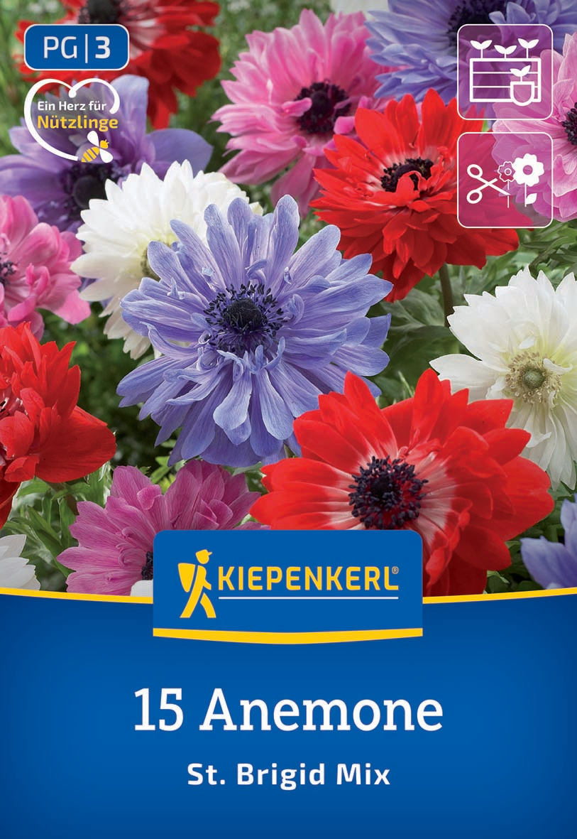 Kronenanemone St.Brigid Mischung Kronenanemone St.Brigid Mischung