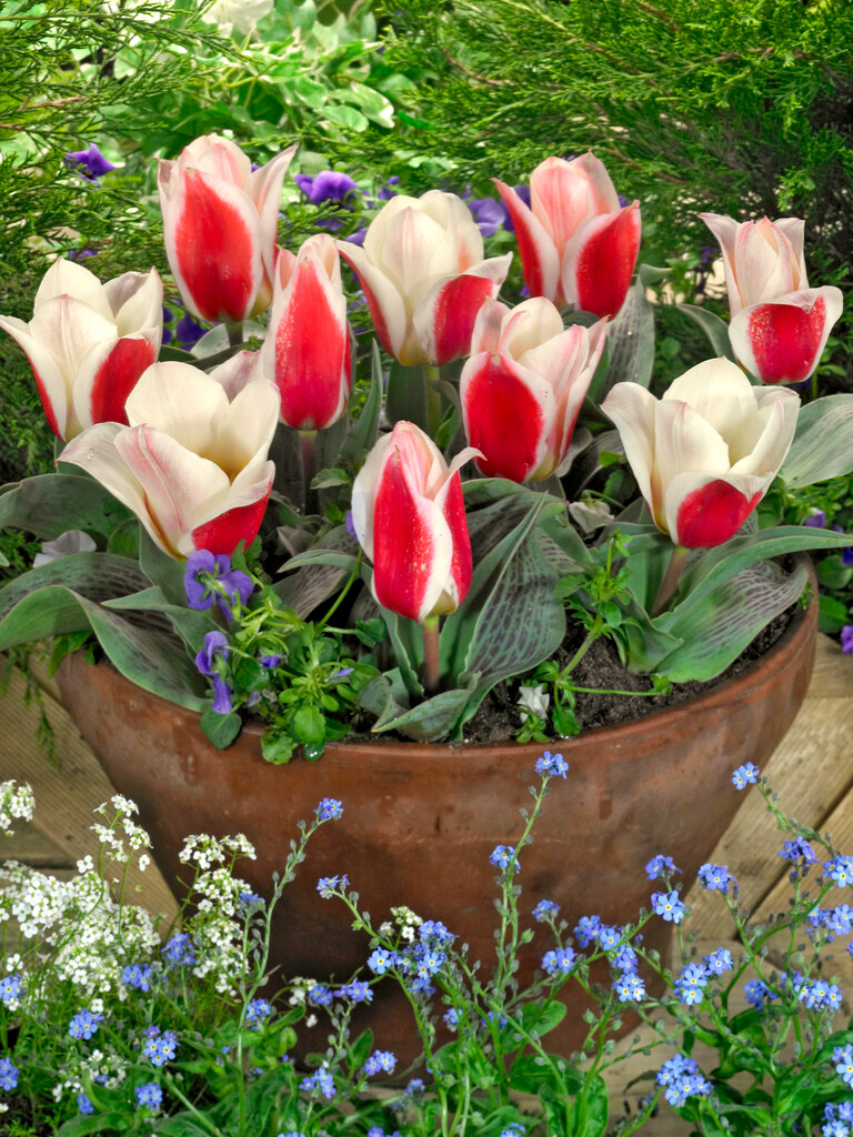 Greigii-Tulpen Showtime