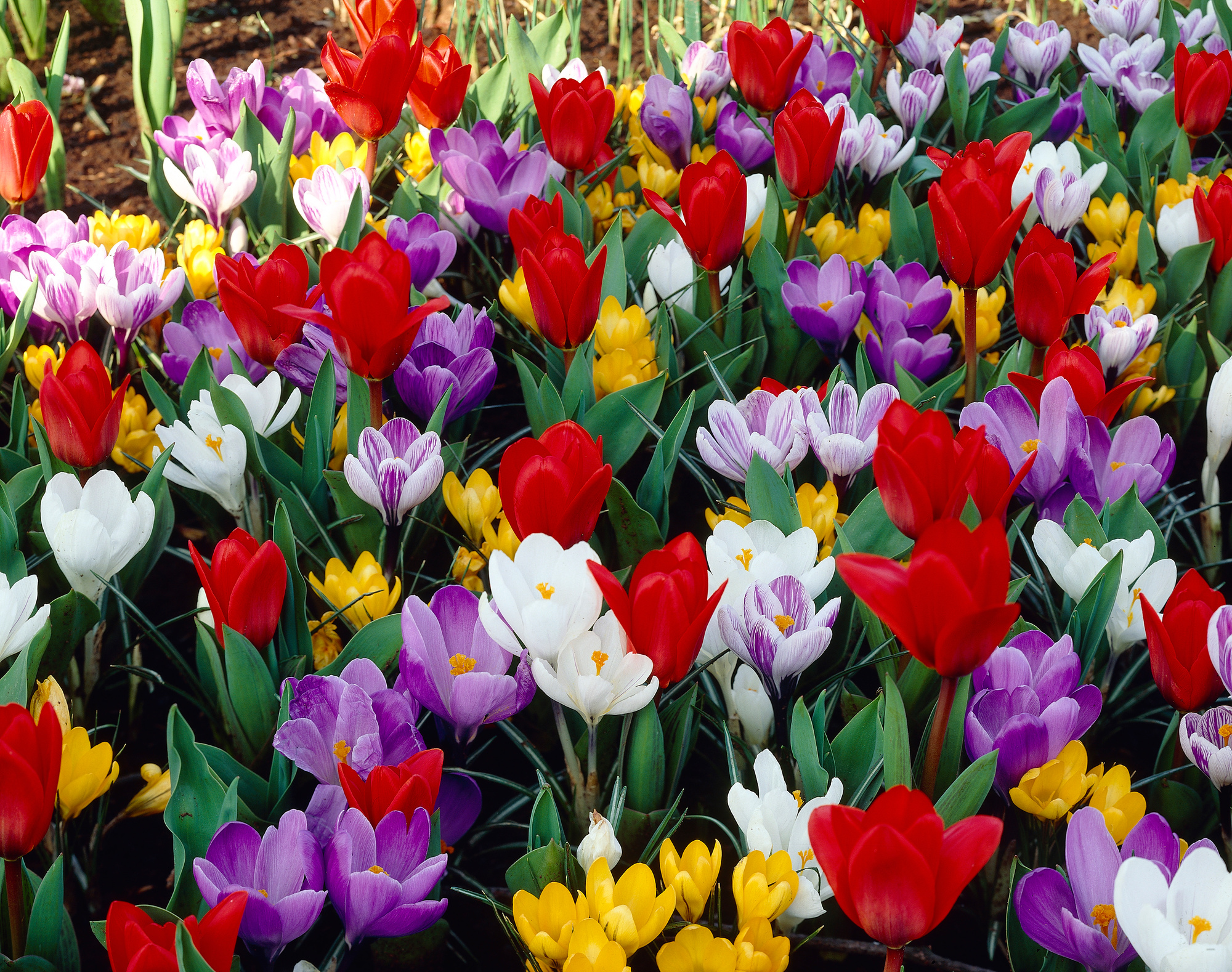 Mischung Farbenpracht im Frühling 250 St Mischung Farbenpracht im Frühling 250 St