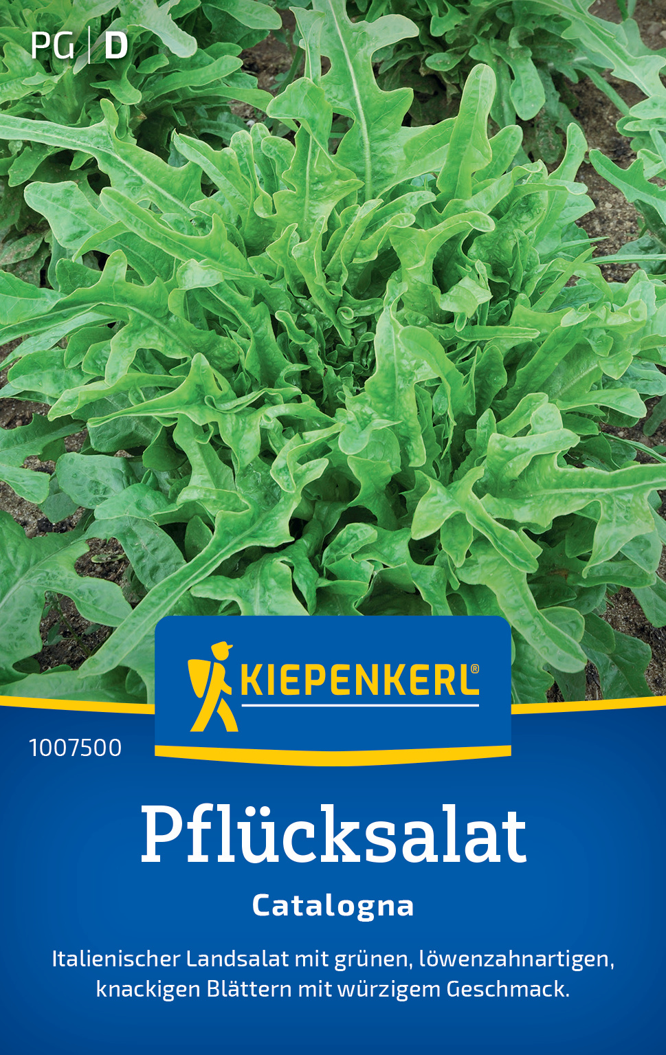 Pflücksalat Catalogna (Schnittsalat)