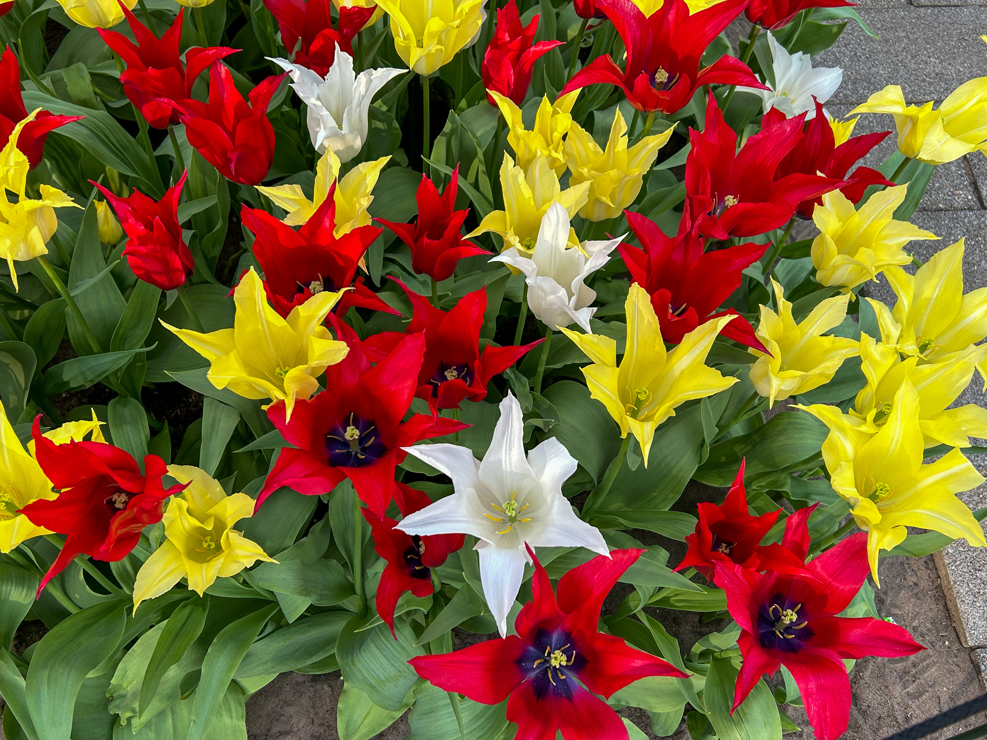 Lilienblütige Tulpen Chic Mix Lilienblütige Tulpen Chic Mix