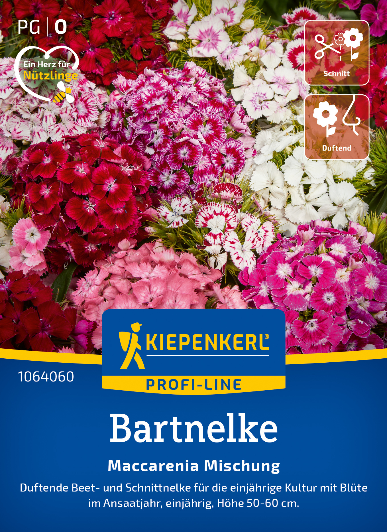 Bartnelke Maccarenia Mischung