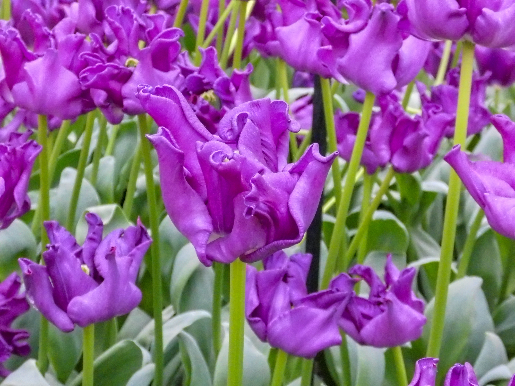 Kronen-Tulpen Crown of Negrita Kronen-Tulpen Crown of Negrita