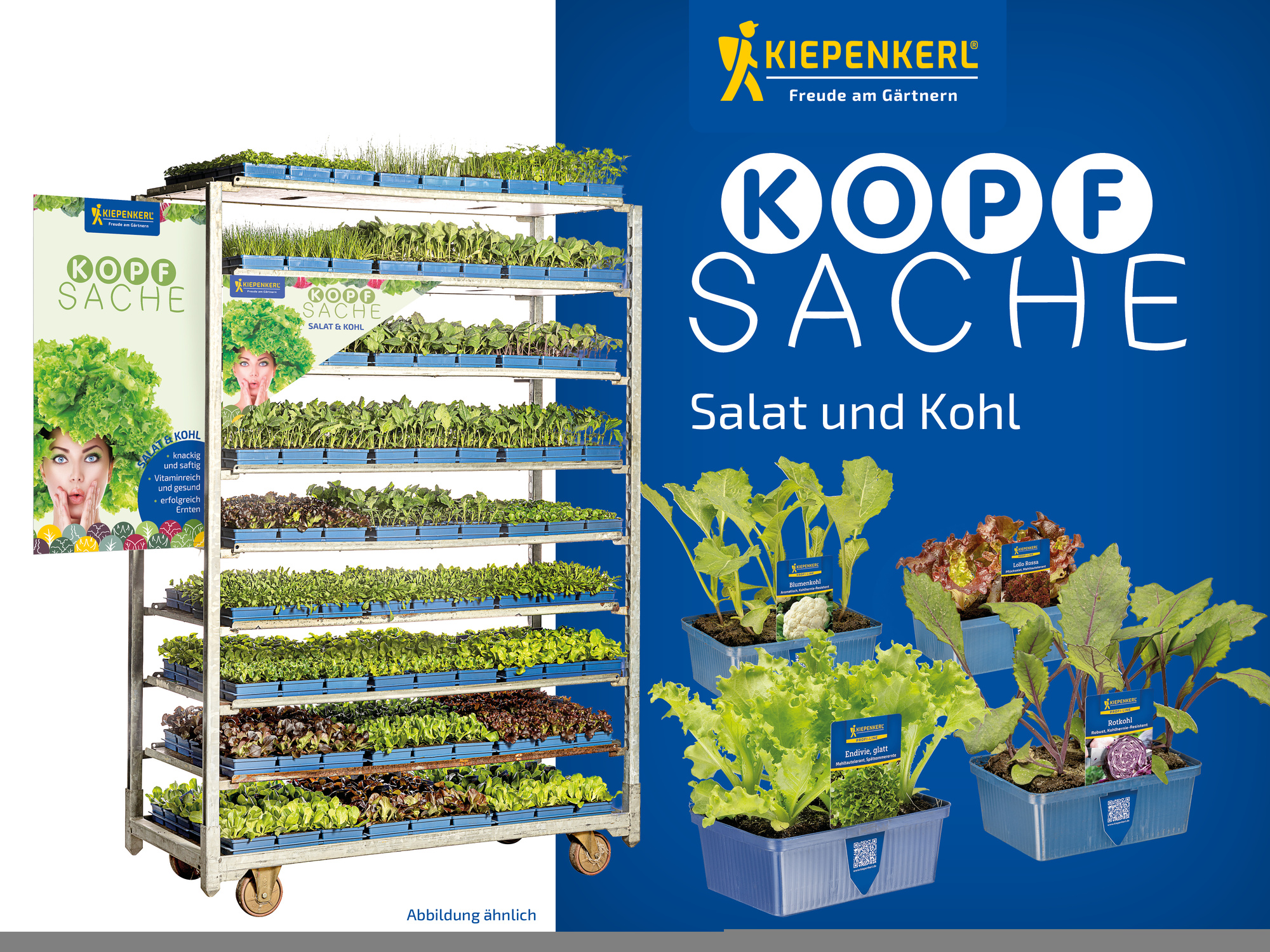 2026 - Frühjahr - ProfiLine Pflanzen - Kopfsache - Salat und Kohl