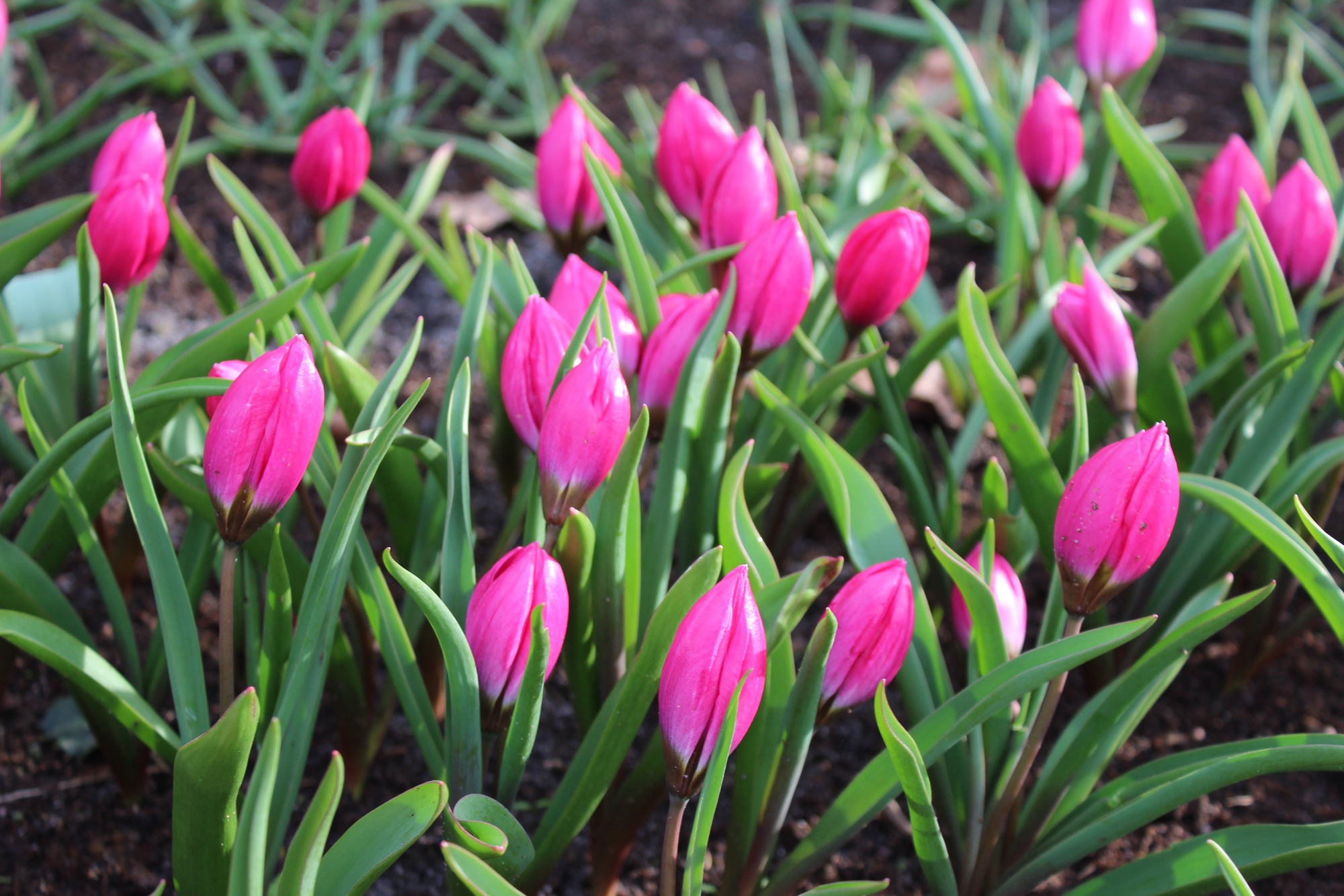 Botanische Tulpen T. humilis Violacea Botanische Tulpen T. humilis Violacea